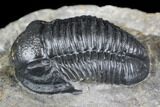 Bargain, Gerastos Trilobite Fossil - Morocco #145752-2